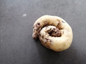 boudin de pâte rouler en escargot
